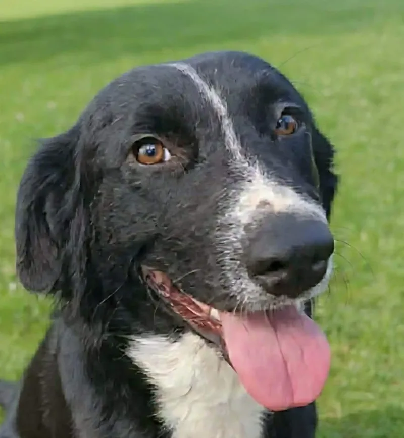 A young medium-sized female Black Australian Shepherd dog named Fair Play for adoption in Newport, TN