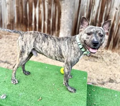 An adult large-sized male Mixed Breed dog named Indy for adoption in Washington, DC