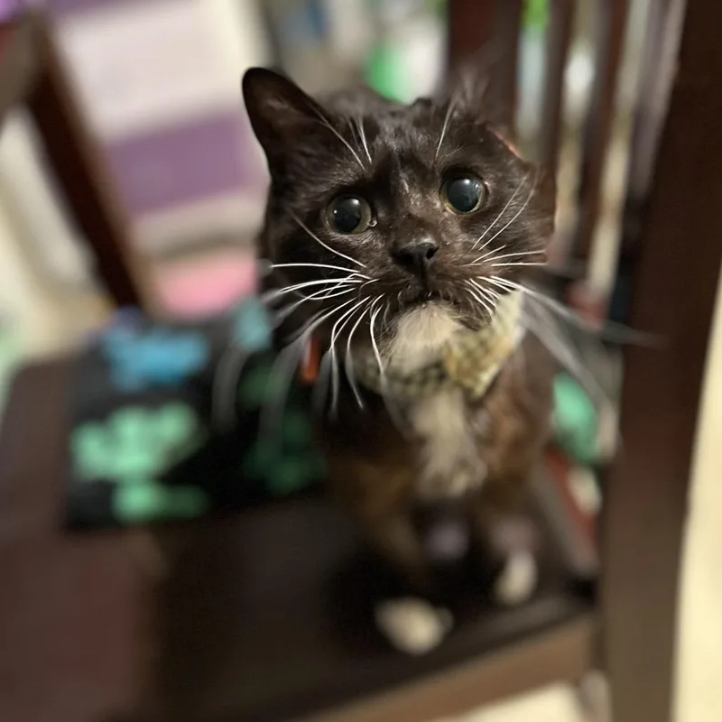 An adult small-sized male Gray / Blue / Silver Domestic Short Hair cat named Frodo for adoption in Bountiful, UT