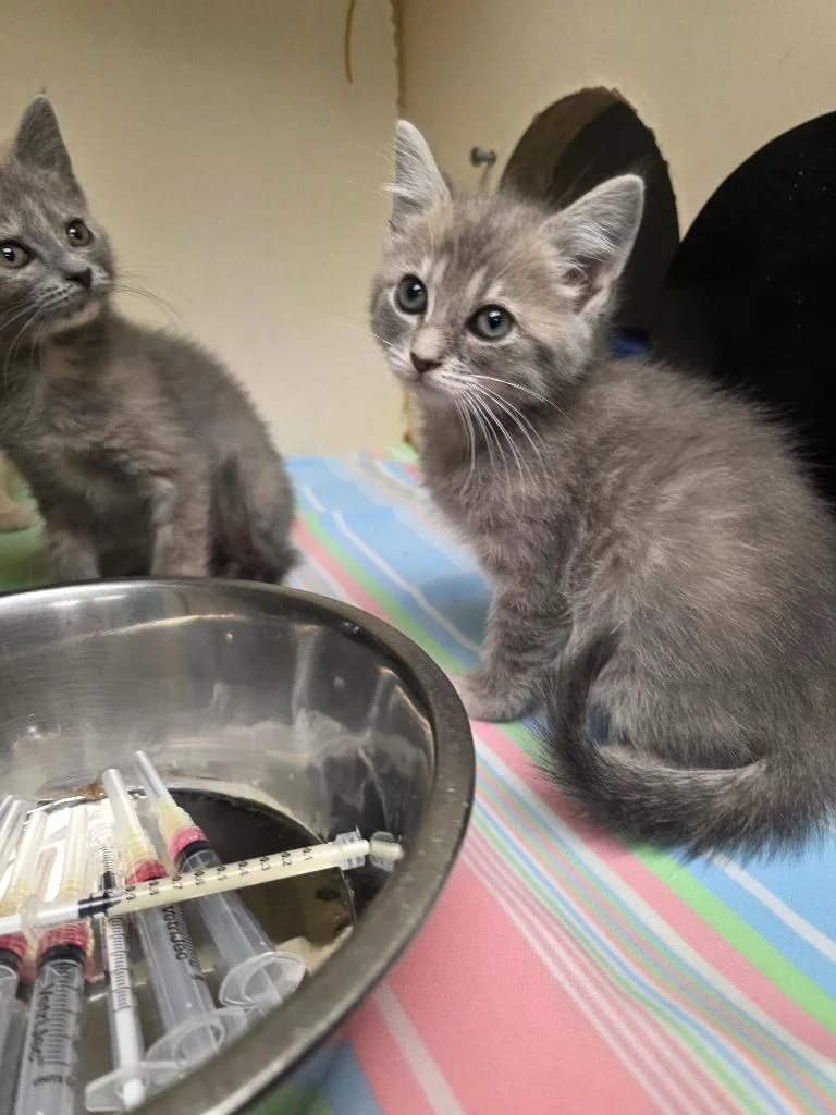 A baby small-sized female Domestic Medium Hair cat named June for adoption in Troy, OH