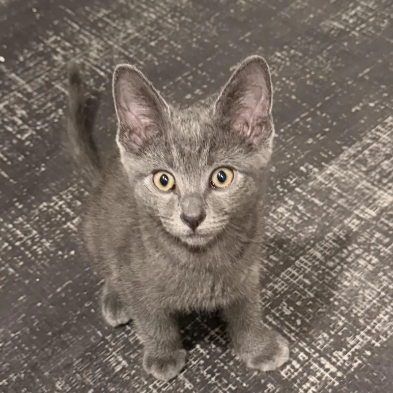 A baby small-sized male Gray / Blue / Silver Domestic Short Hair cat named Roy for adoption in Los Angeles, CA