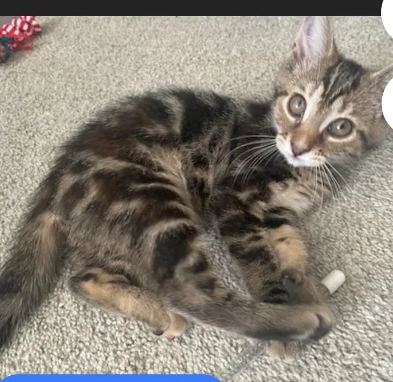 A baby medium-sized female Domestic Short Hair cat named Muffin for adoption in York, PA