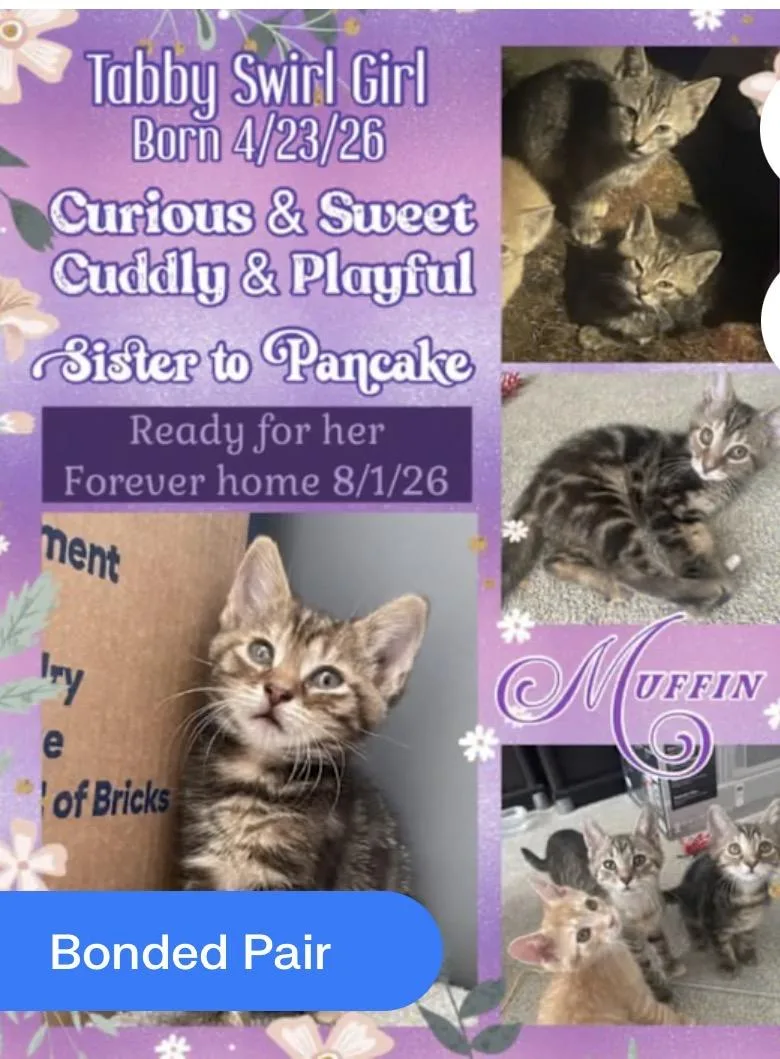 Muffin thumbnail 2