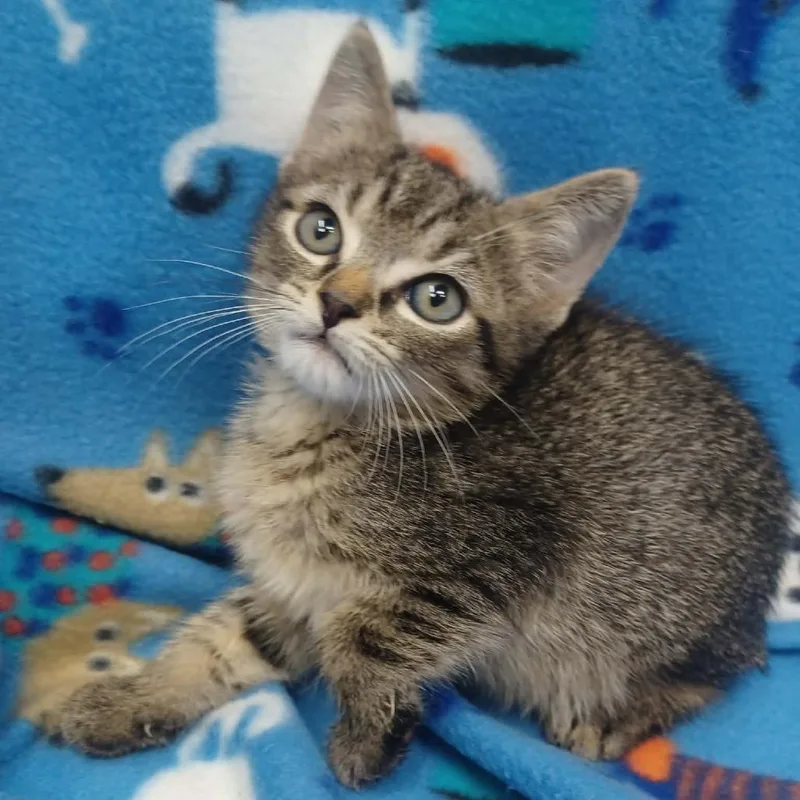A baby small-sized male Domestic Short Hair cat named Shadow for adoption in New Tazewell, TN