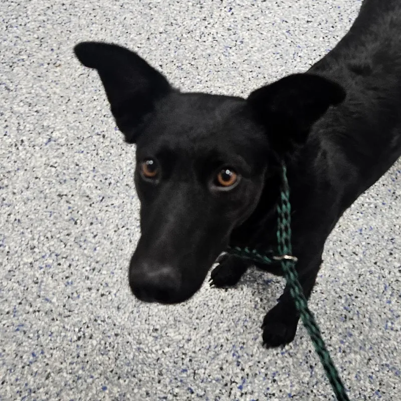 An adult medium-sized female Black Shepherd dog named Leonie for adoption in Greenville, SC