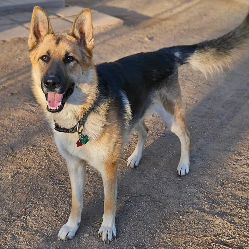 An adult large-sized male German Shepherd Dog dog named Gunner for adoption in Lakewood, CO