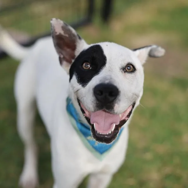 A young medium-sized female Terrier dog named Natasha for adoption in San Antonio, TX