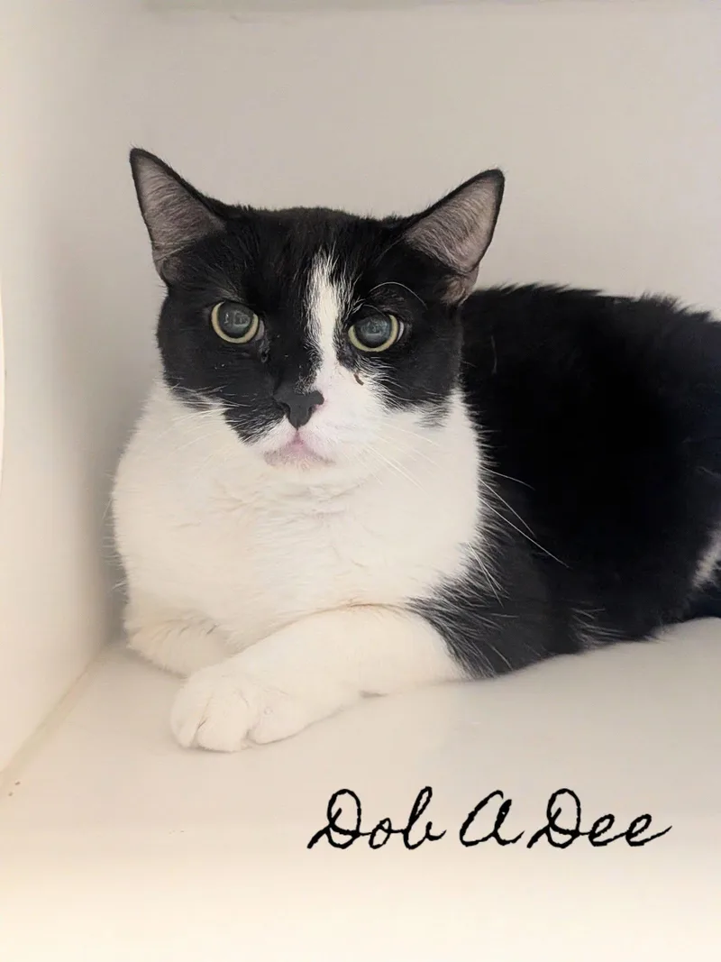 An adult large-sized male Domestic Short Hair cat named Dob A Dee for adoption in Flint, MI