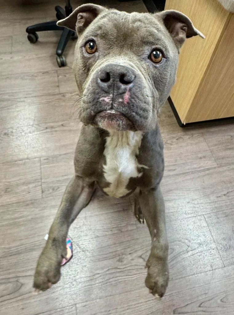 An adult medium-sized male American Staffordshire Terrier dog named Einstein for adoption in Gillette, WY