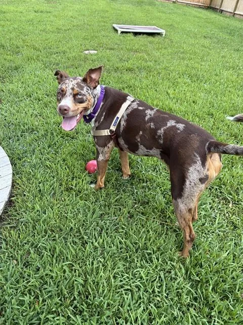 A young medium-sized female Catahoula Leopard Dog dog named Tilly for adoption in Brewster, MA