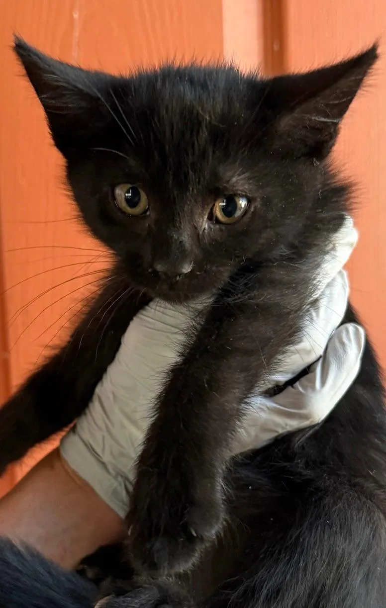 A baby medium-sized female Black Domestic Short Hair cat named Meg for adoption in Huntington Beach, CA