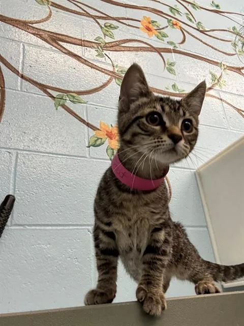 A baby medium-sized female Domestic Short Hair cat named Trout for adoption in Peoria, IL
