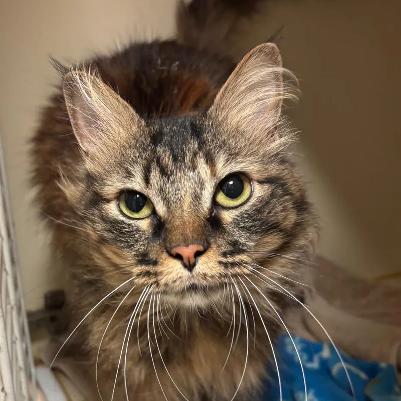 An adult medium-sized female Brown / Chocolate Domestic Long Hair cat named Angel for adoption in South Elgin, IL