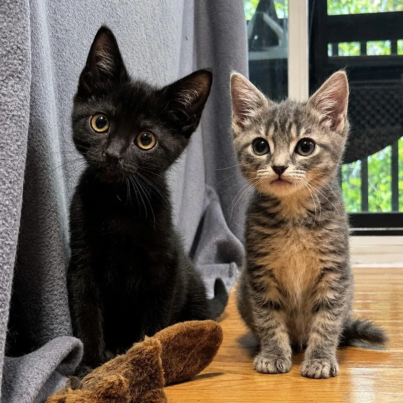 A baby small-sized male Black Domestic Short Hair cat named Rich Guy NaNaNa for adoption in Spruce Pine, NC
