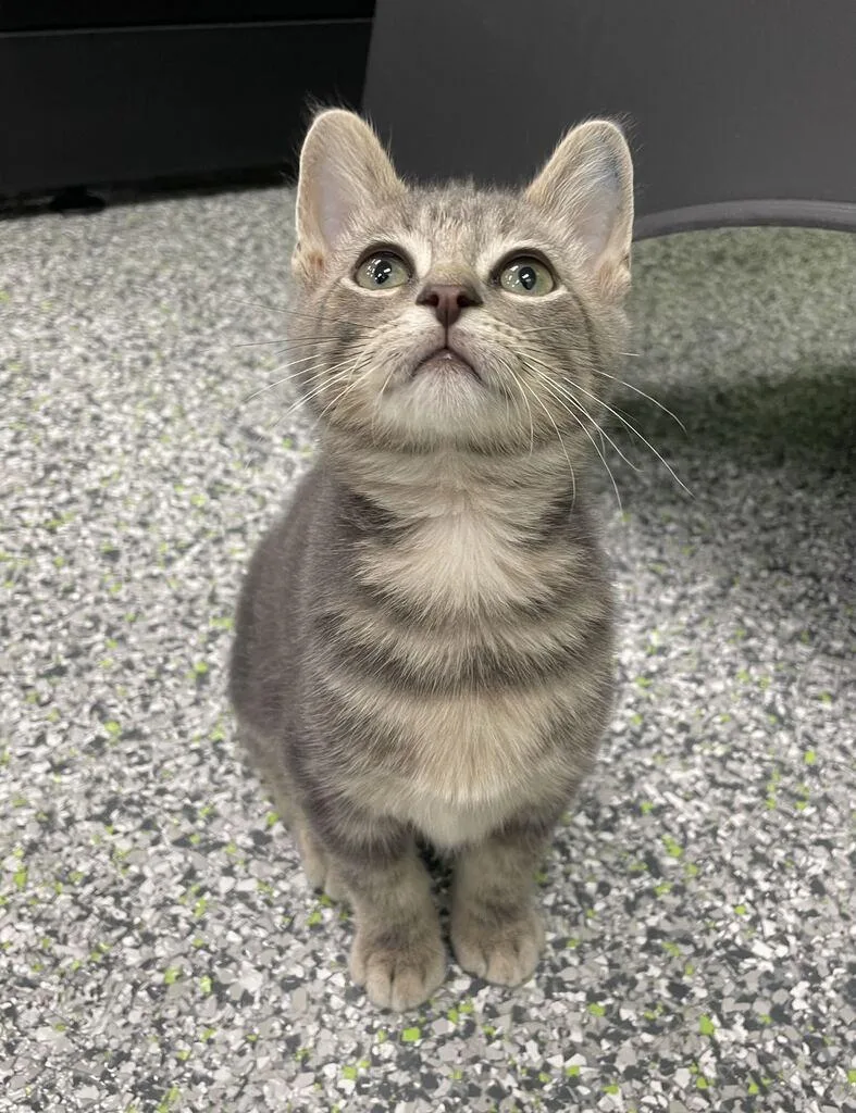 Frankie