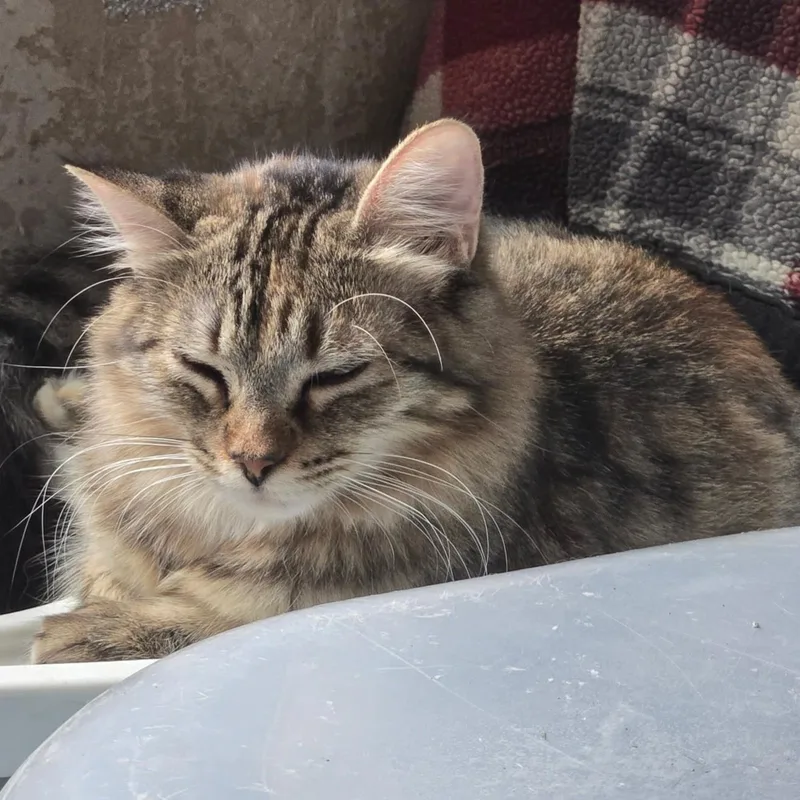 A young small-sized female Tabby (Gray / Blue / Silver) Domestic Medium Hair cat named Olivia for adoption in Liverpool, TX