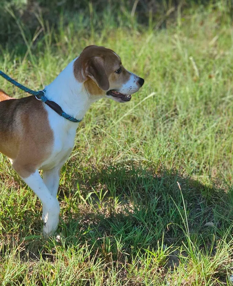 A young medium-sized male Bicolor American Foxhound dog named Rizzo for adoption in Fort Payne, AL