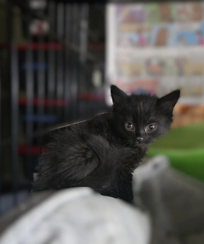 A baby small-sized male Domestic Long Hair cat named Will I Am for adoption in Pacifica, CA