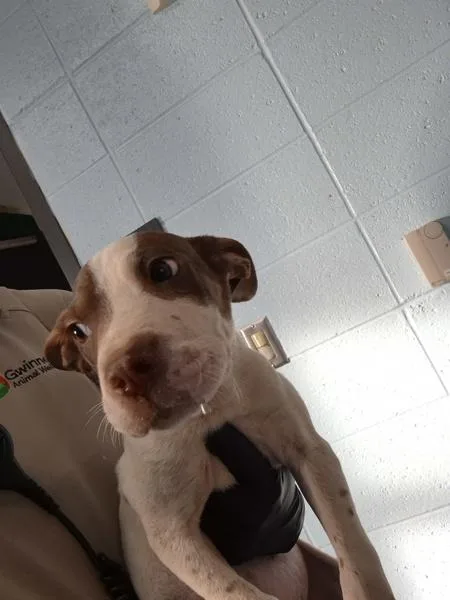 A baby small-sized male Pit Bull Terrier dog named Pen  Bo for adoption in Lawrenceville, GA