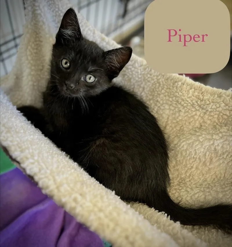A baby small-sized female Domestic Short Hair cat named Piper for adoption in Chalfont, PA