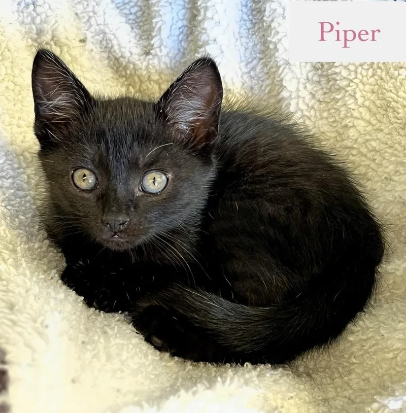 Piper thumbnail 2