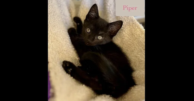 Piper thumbnail 3