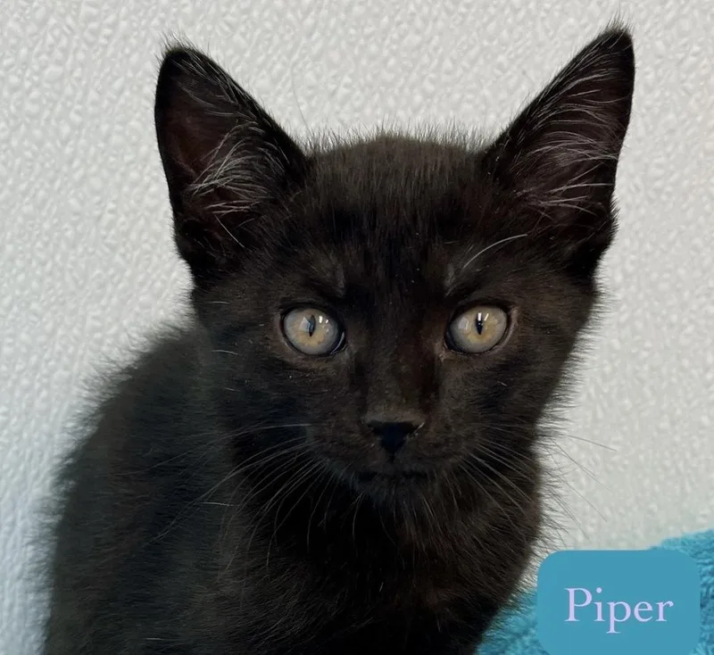 Piper thumbnail 4