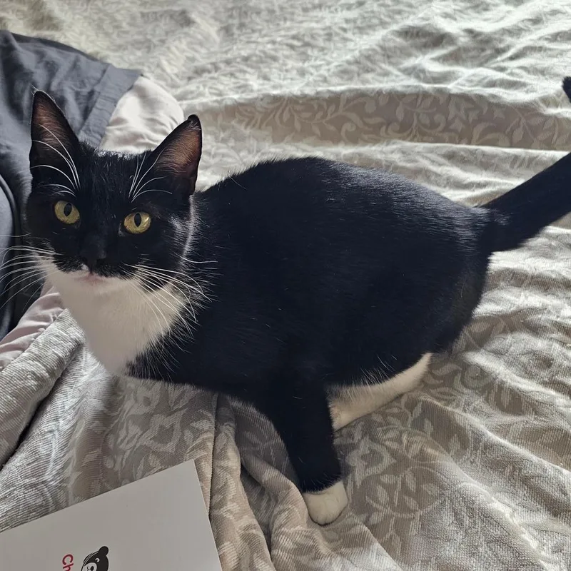 An adult medium-sized female Domestic Short Hair cat named Kiki for adoption in Hedgesville, WV