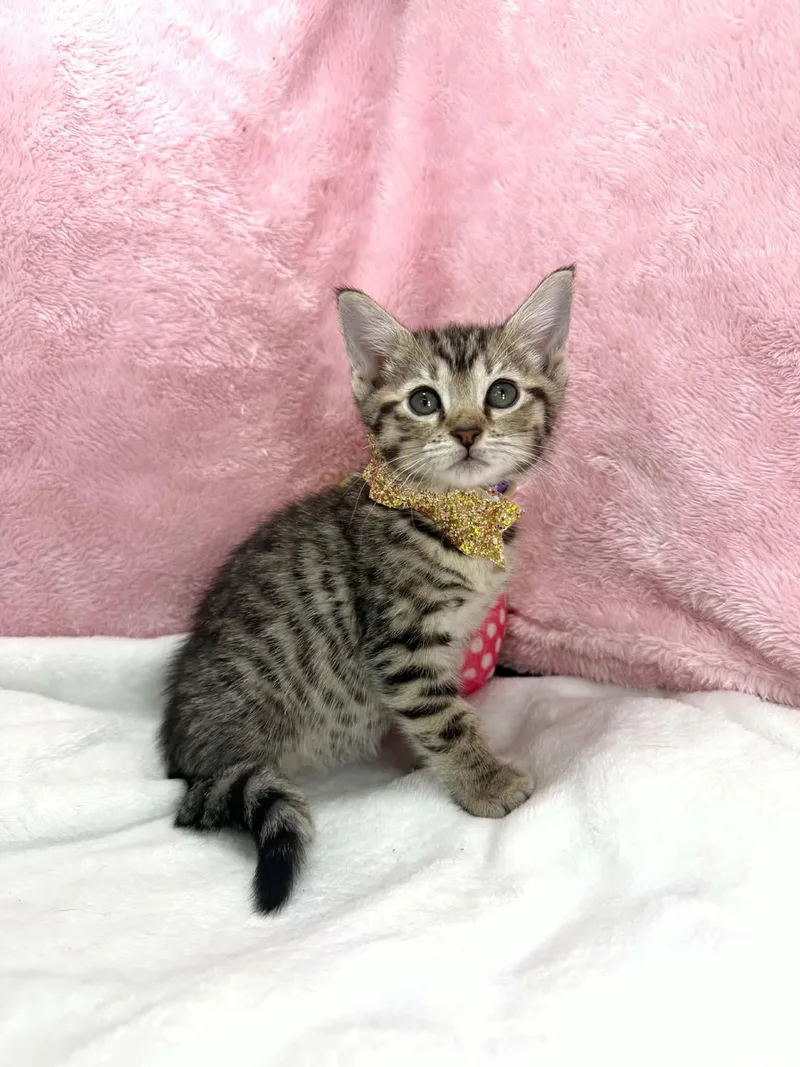 A baby small-sized female Tabby cat named Kimberly for adoption in Tavares, FL