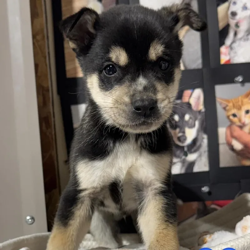 A baby small-sized male Black Mixed Breed dog named Metoprolol for adoption in Buffalo, MN