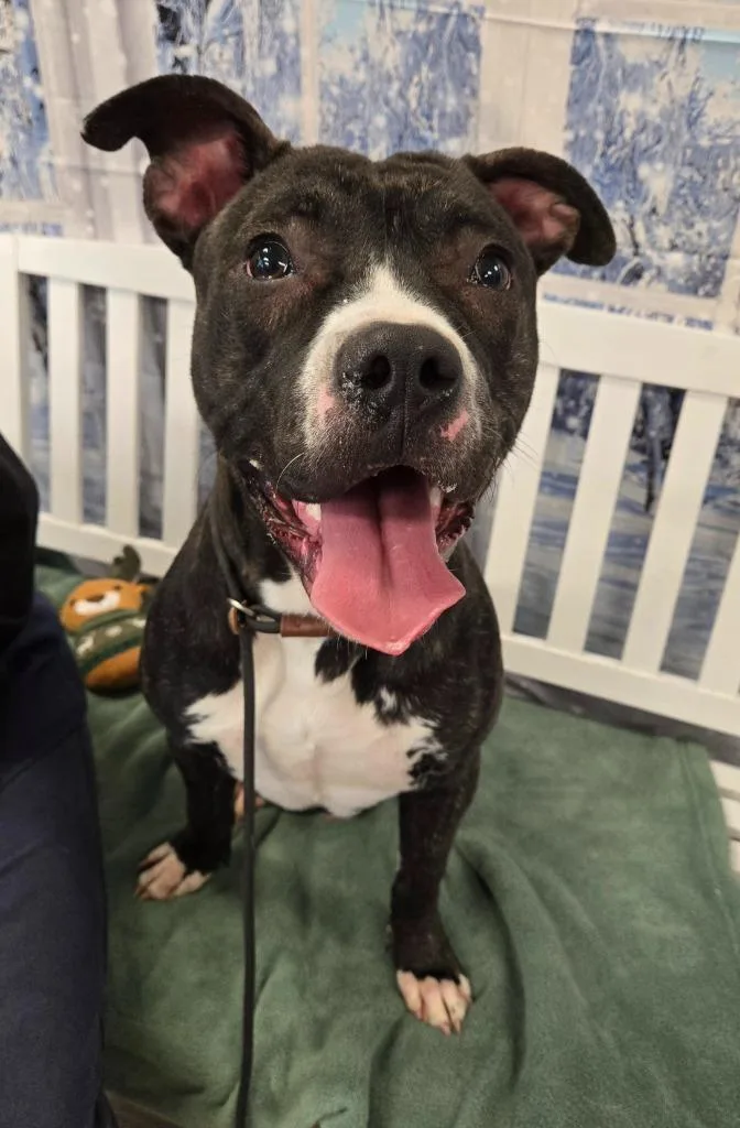 Dallas Yrly thumbnail 3