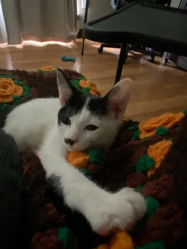 A baby medium-sized female Domestic Short Hair cat named Hattie for adoption in Johnson City, TN
