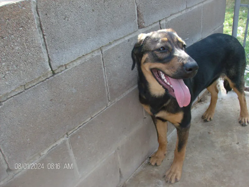 Diamondblossom thumbnail 6