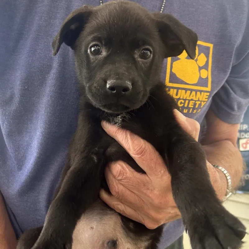 A baby small-sized male Black Black Labrador Retriever dog named Washington for adoption in Tulsa, OK