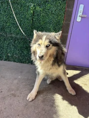 An adult large-sized male Black Alaskan Malamute dog named 61272864 for adoption in El Paso, TX