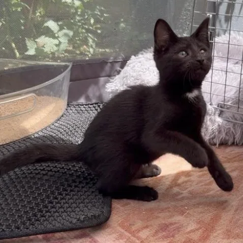 A baby medium-sized male Black Domestic Short Hair cat named Jackson for adoption in West Mifflin, PA