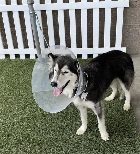 A young medium-sized female Siberian Husky dog named Freya for adoption in Modesto, CA