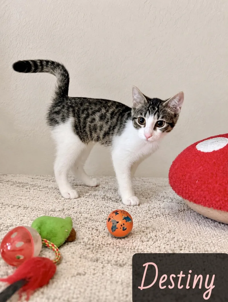 A baby medium-sized female Tabby (Gray / Blue / Silver) Domestic Short Hair cat named Destiny for adoption in Englewood, FL