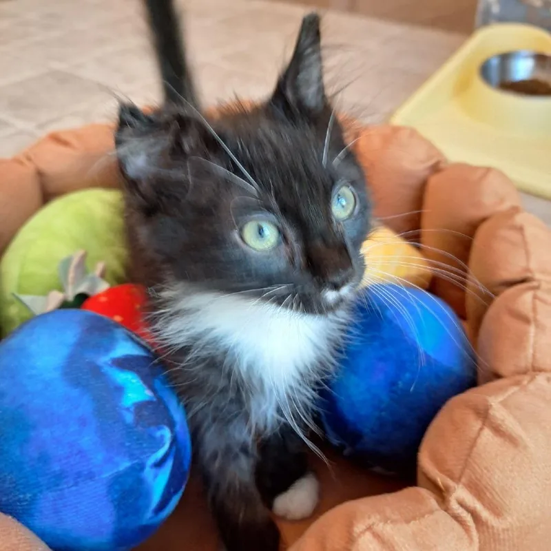 A baby small-sized male Domestic Long Hair cat named Duke Caboom for adoption in Chattanooga, TN