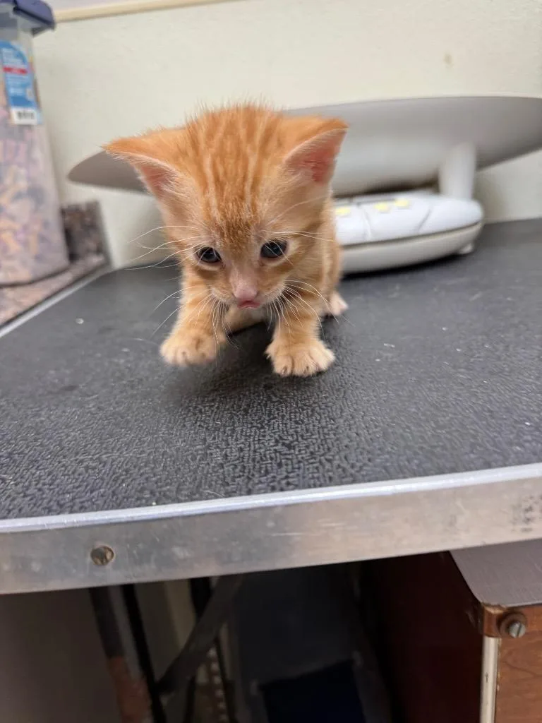 A baby medium-sized male Domestic Short Hair cat named Tom for adoption in Great Bend, KS