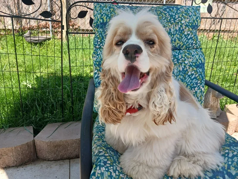 A young small-sized male Red / Chestnut / Orange Cocker Spaniel dog named Bud & Older for adoption in Kannapolis, NC