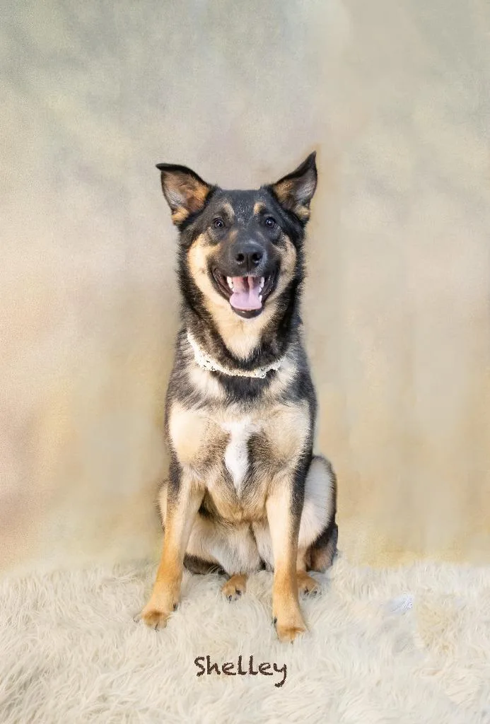 A young medium-sized female Shepherd dog named Shelley for adoption in Hot Springs Village, AR