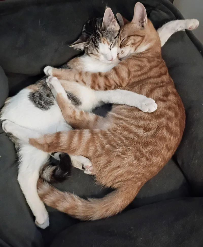 A young small-sized female Domestic Short Hair cat named Paprika and Arizona for adoption in Logan, UT