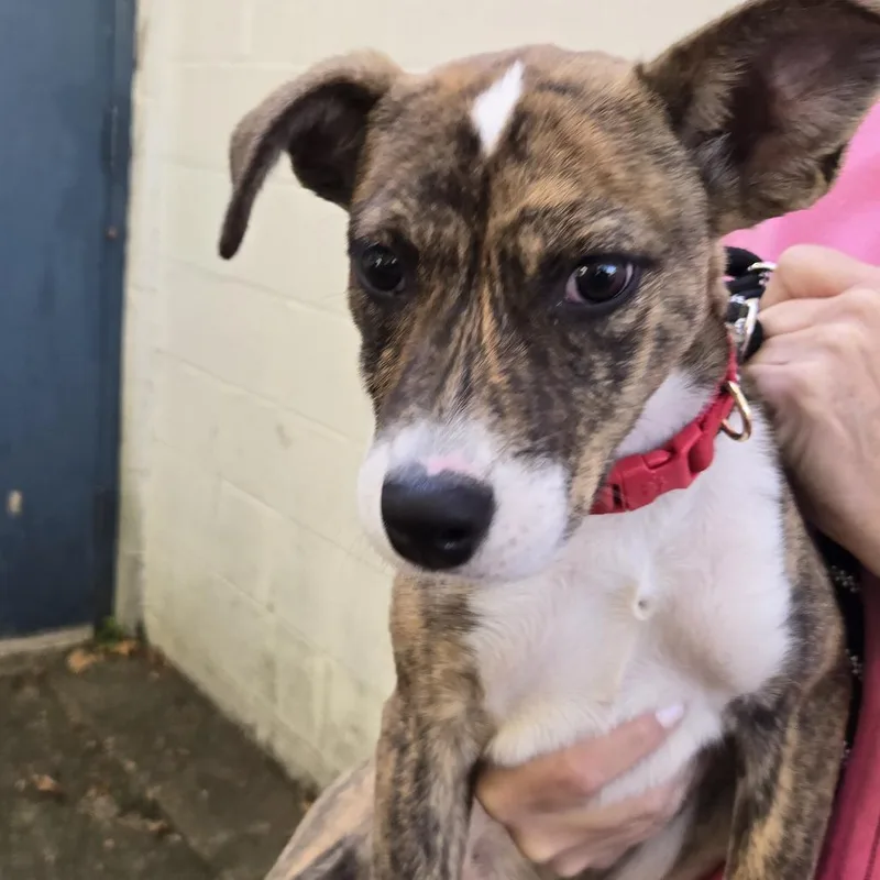 A baby small-sized female Brindle Labrador Retriever dog named Scarlett for adoption in East Hanover, NJ