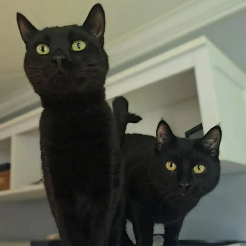 A young large-sized male Black Domestic Short Hair cat named Geico Gecko for adoption in Jarrettsville, MD