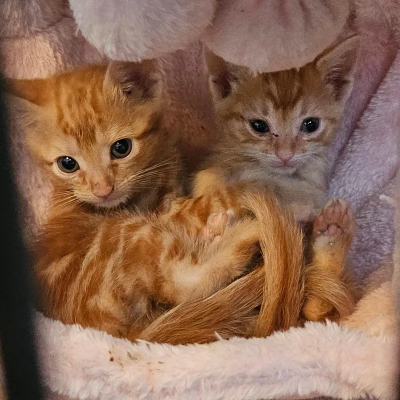 A baby small-sized female Orange / Red Domestic Medium Hair cat named Chip Lime for adoption in Fort Worth, TX