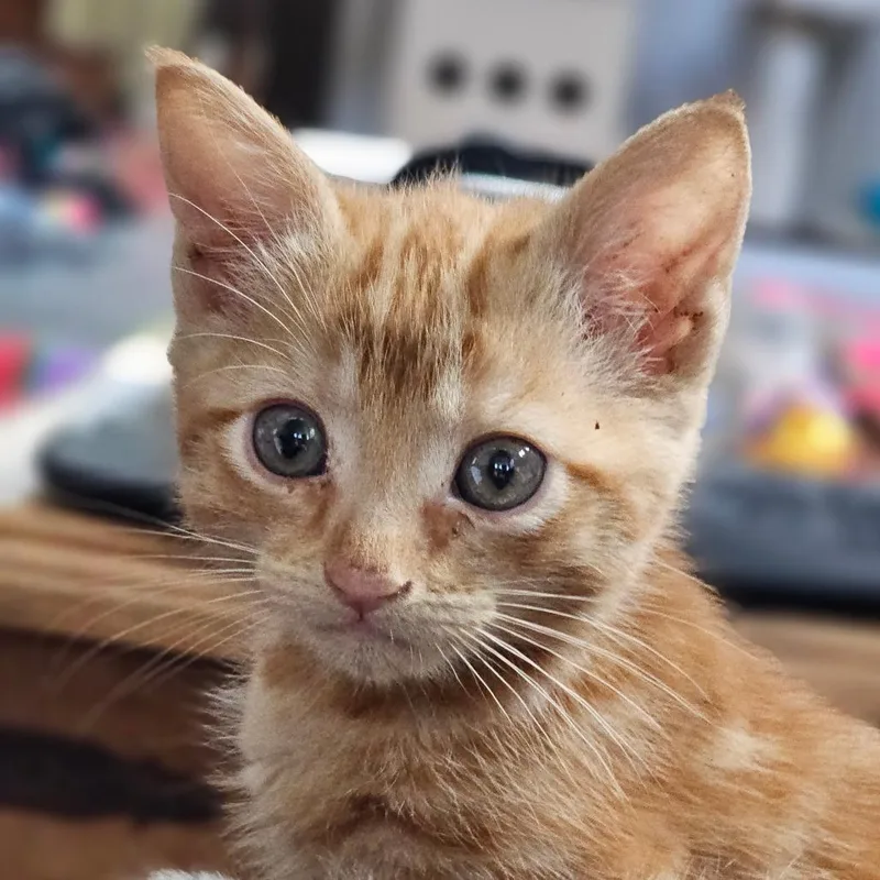 Chip Lime thumbnail 2