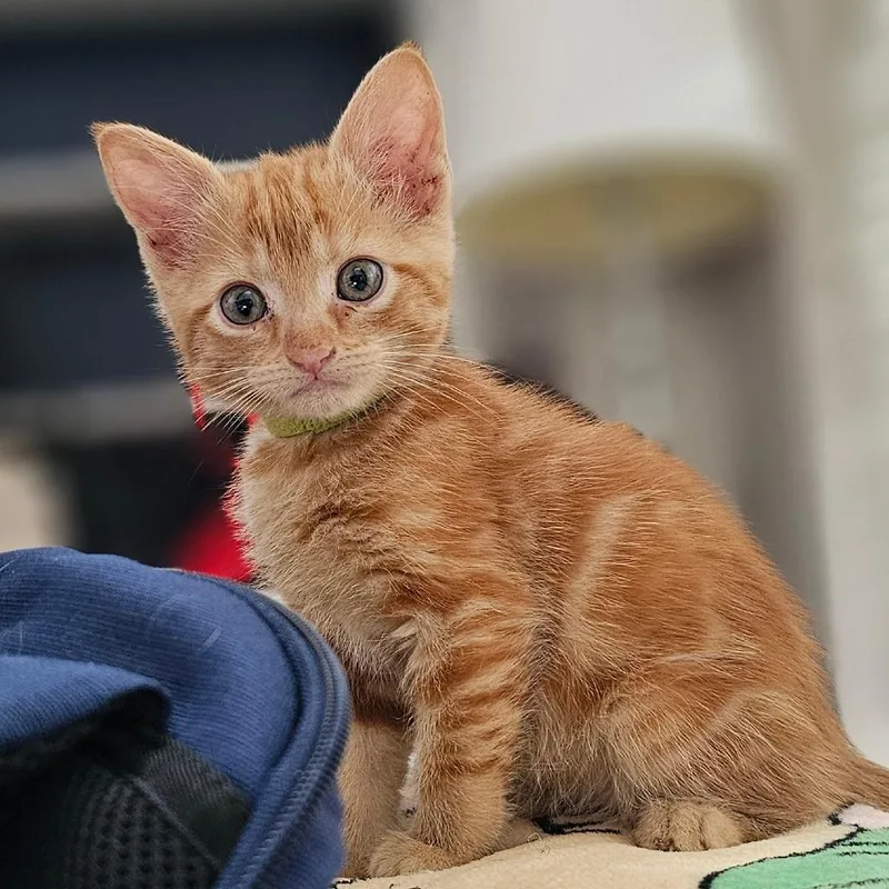 Chip Lime thumbnail 3