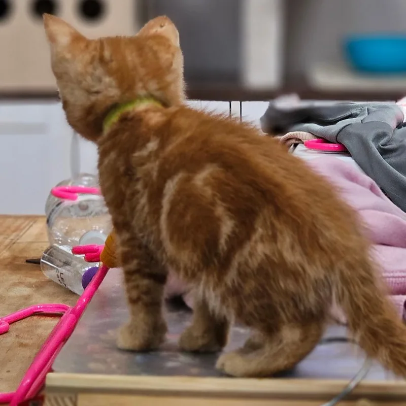 Chip Lime thumbnail 4