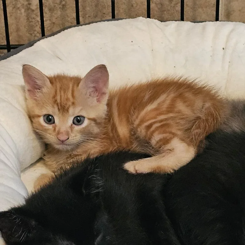 Chip Lime thumbnail 5